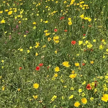 Alpenlodge Kirchbach (Carinthia)