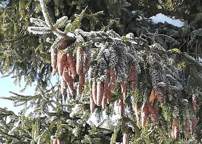 Alpenlodge Apartment